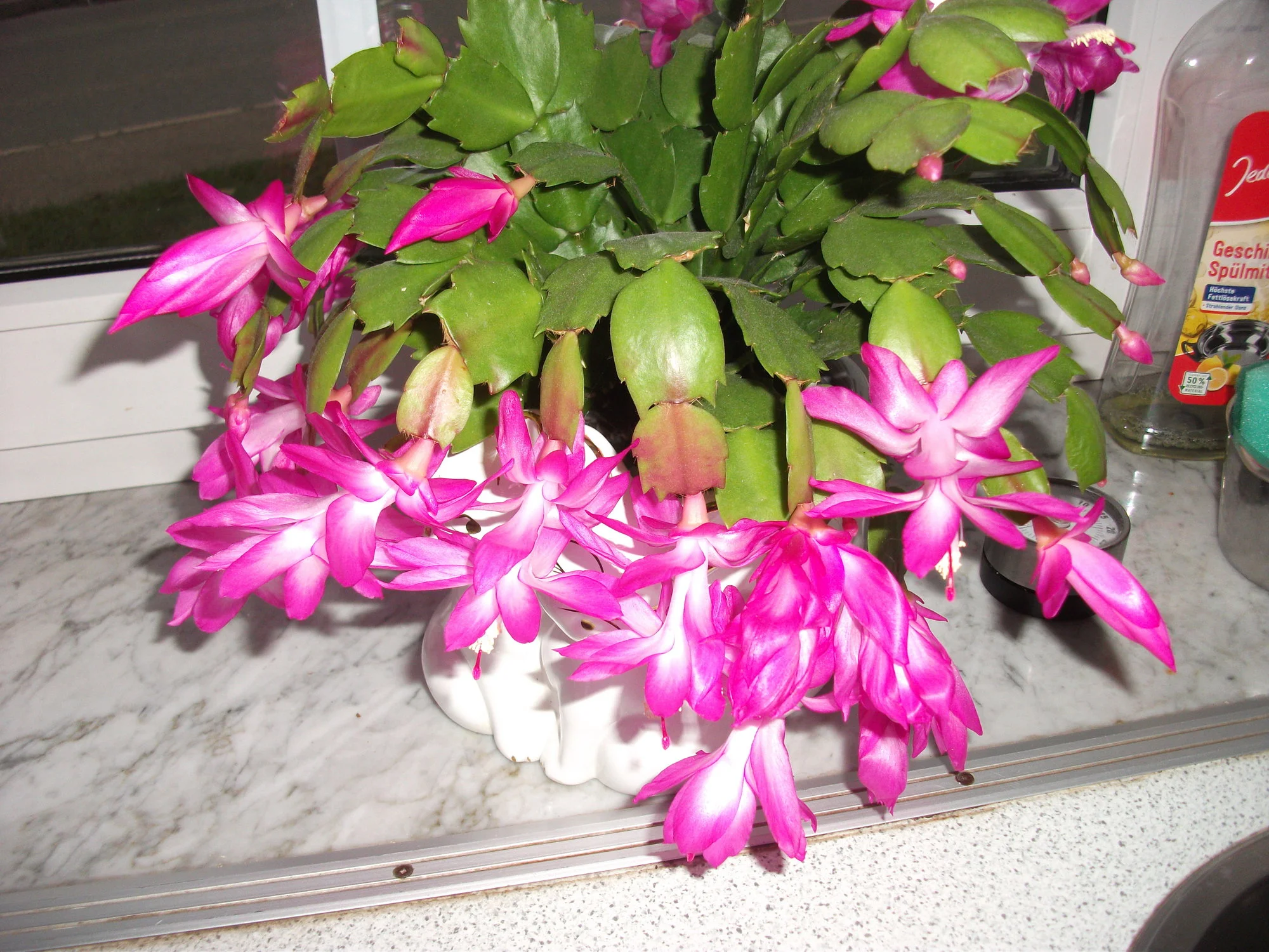 DSCF6985[1].webp