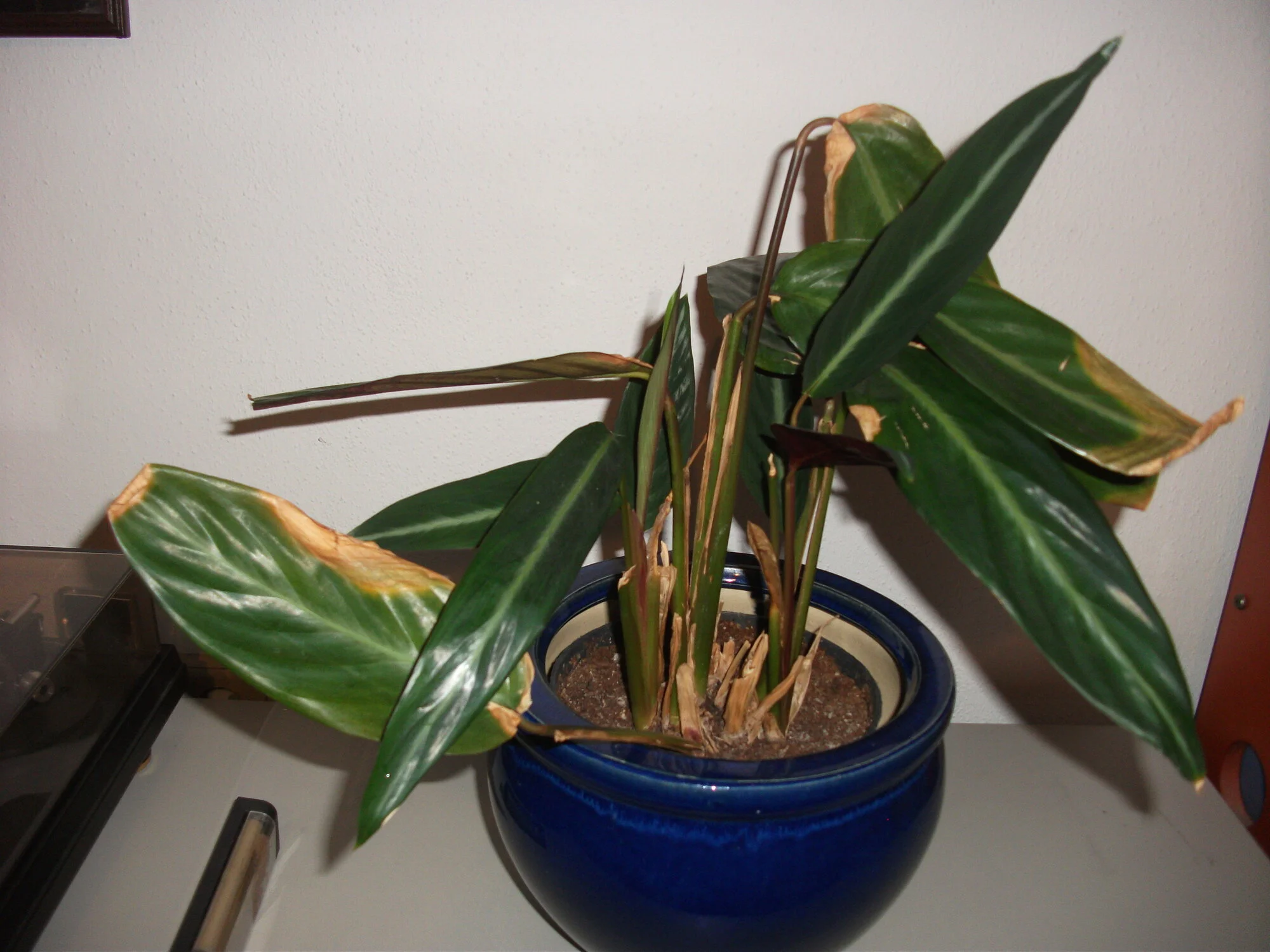 DSCF7205[1].webp