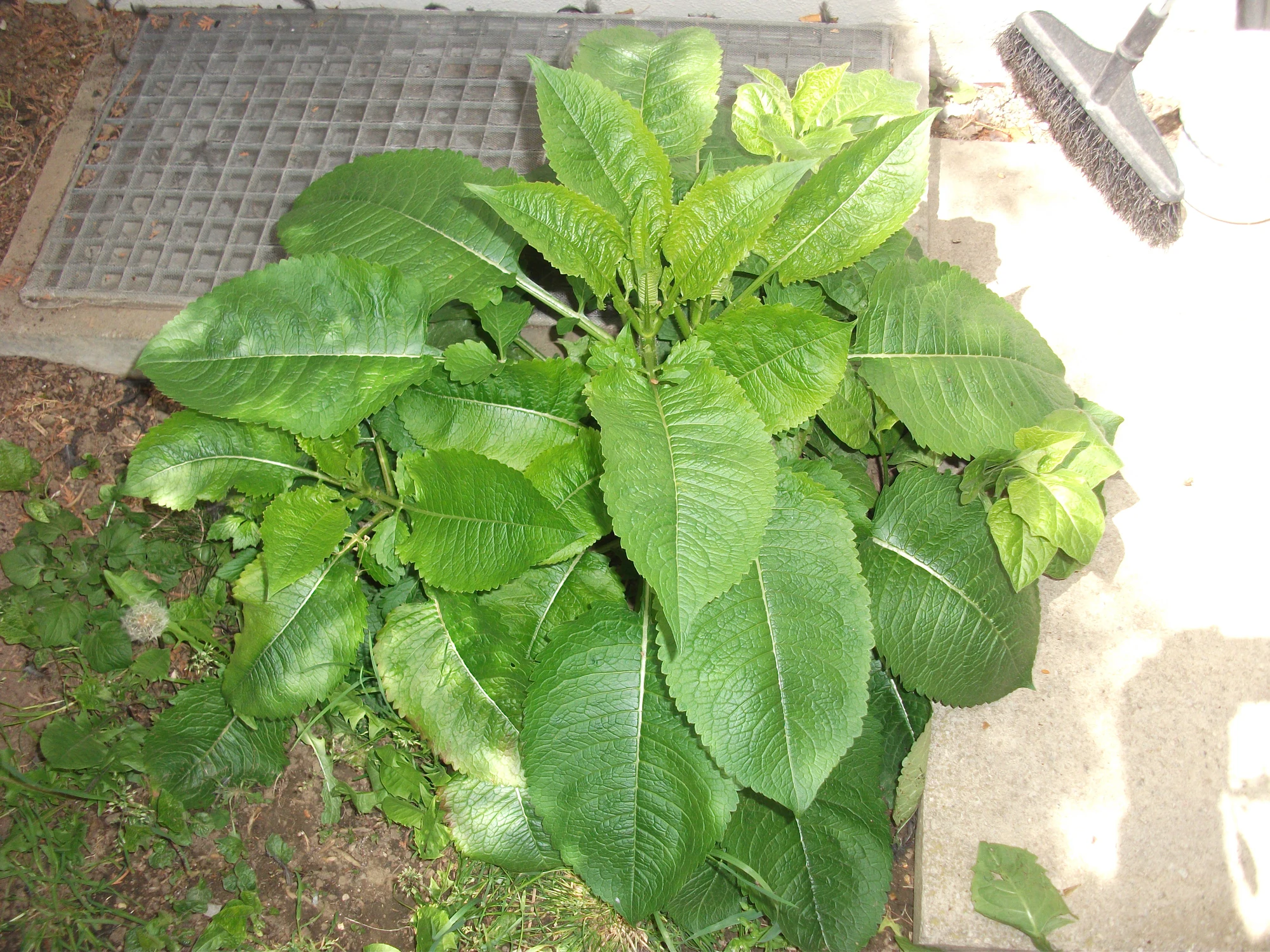 DSCF7698[1].webp