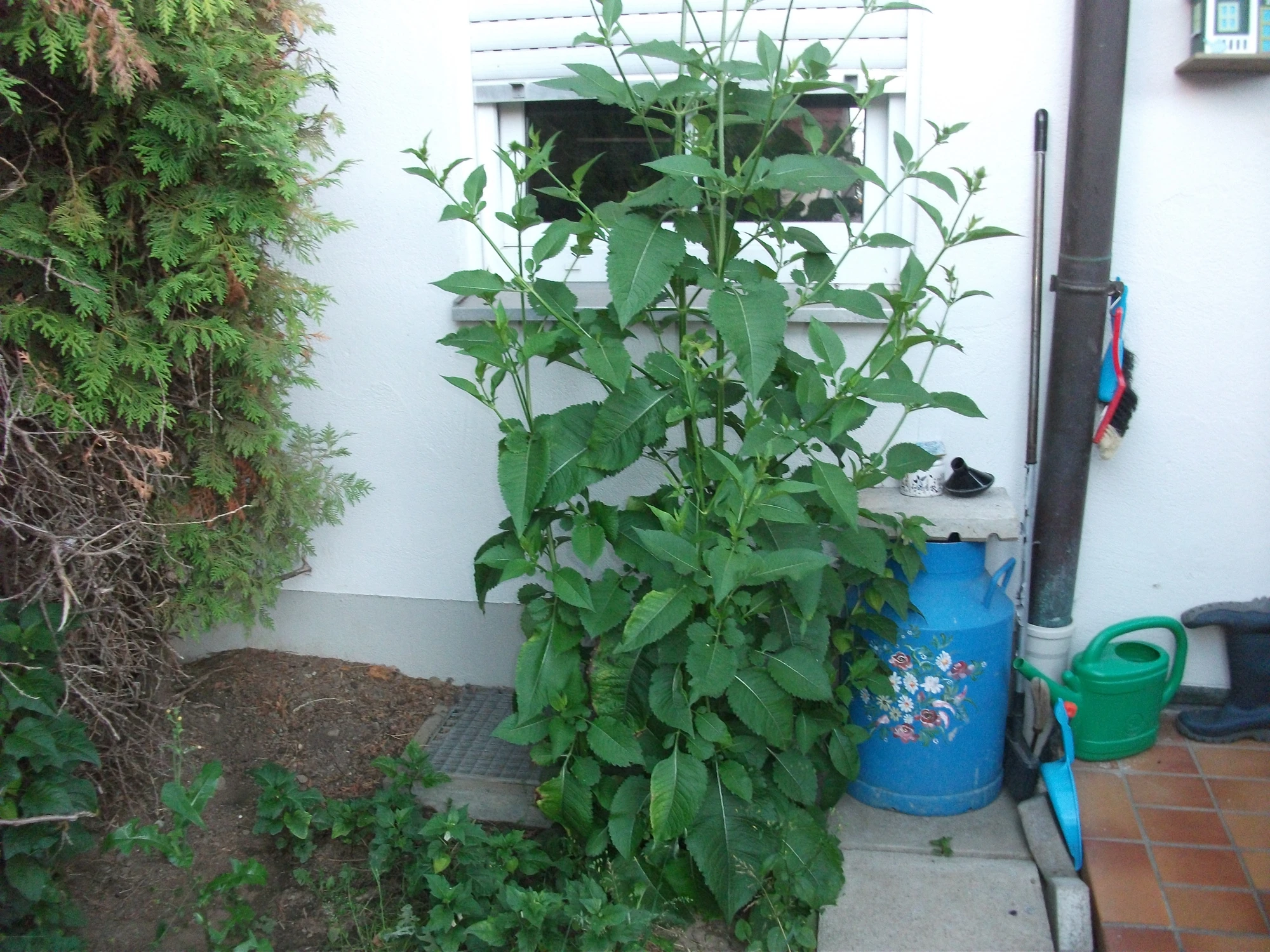 DSCF7738[1].webp