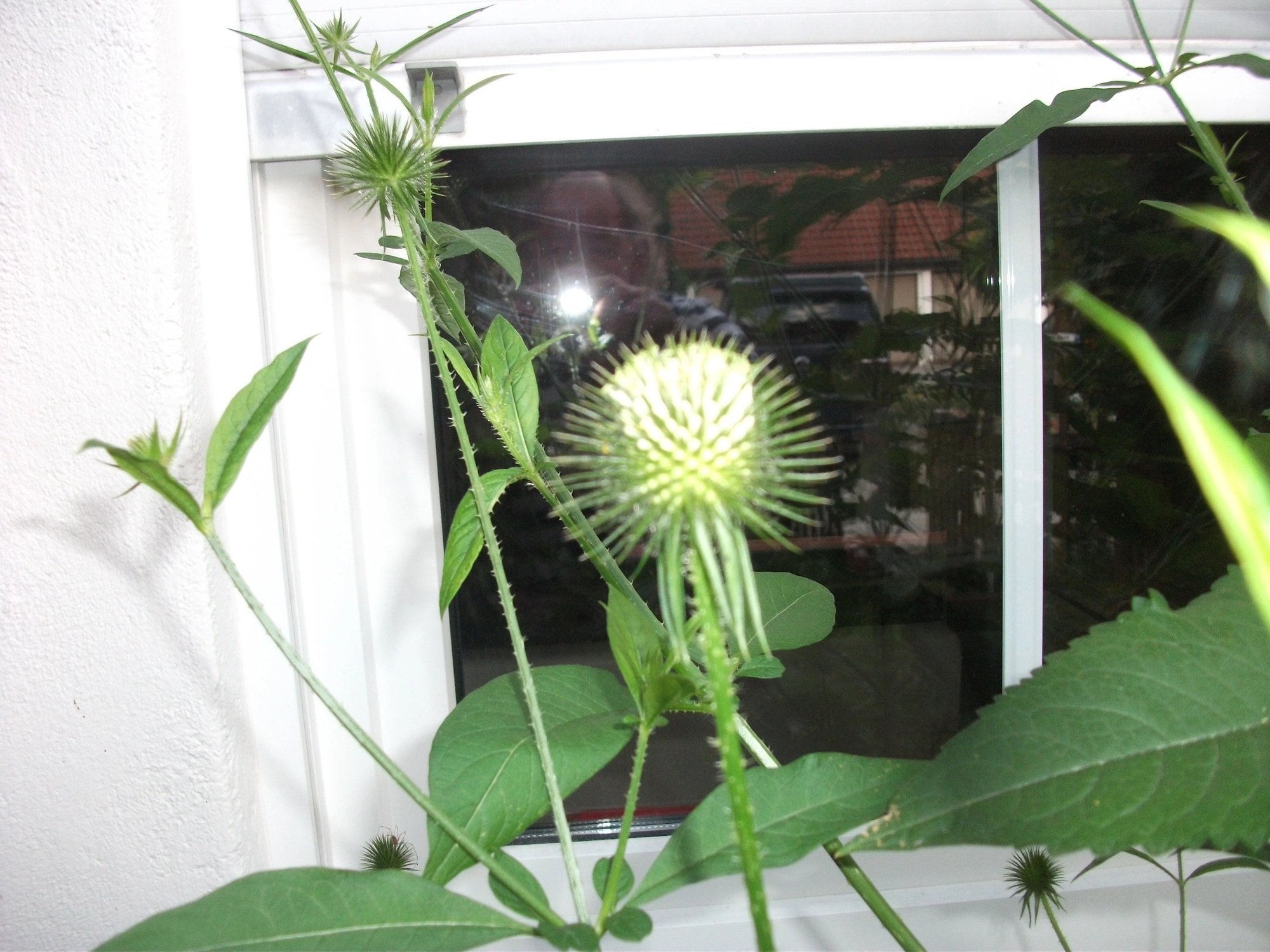 DSCF7751[1].webp
