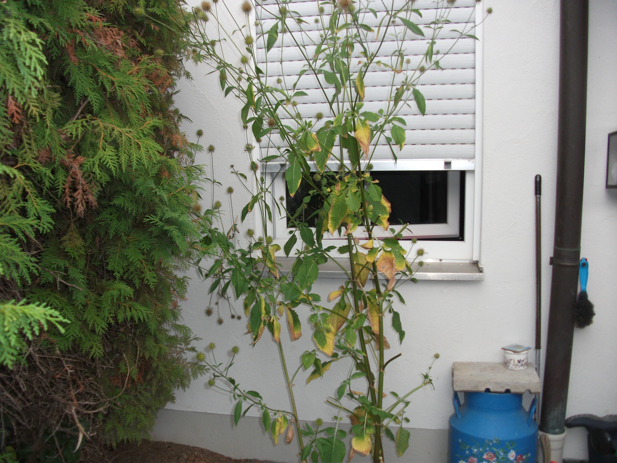 DSCF7775[1].webp