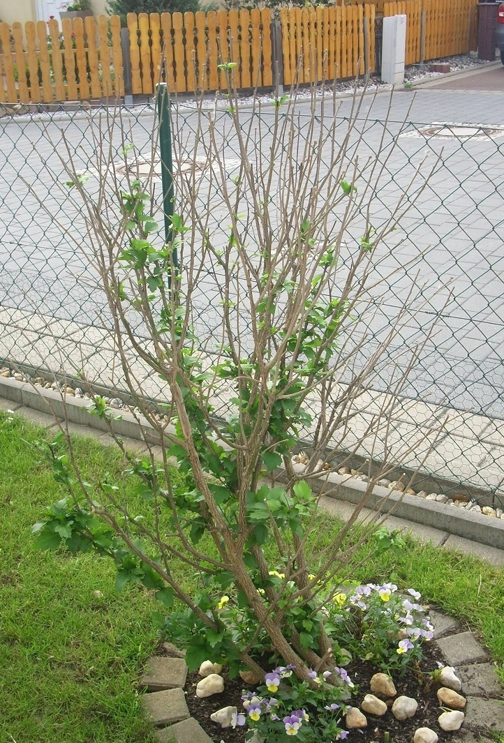 Hibiskus treibt nicht richtig aus erfroren?