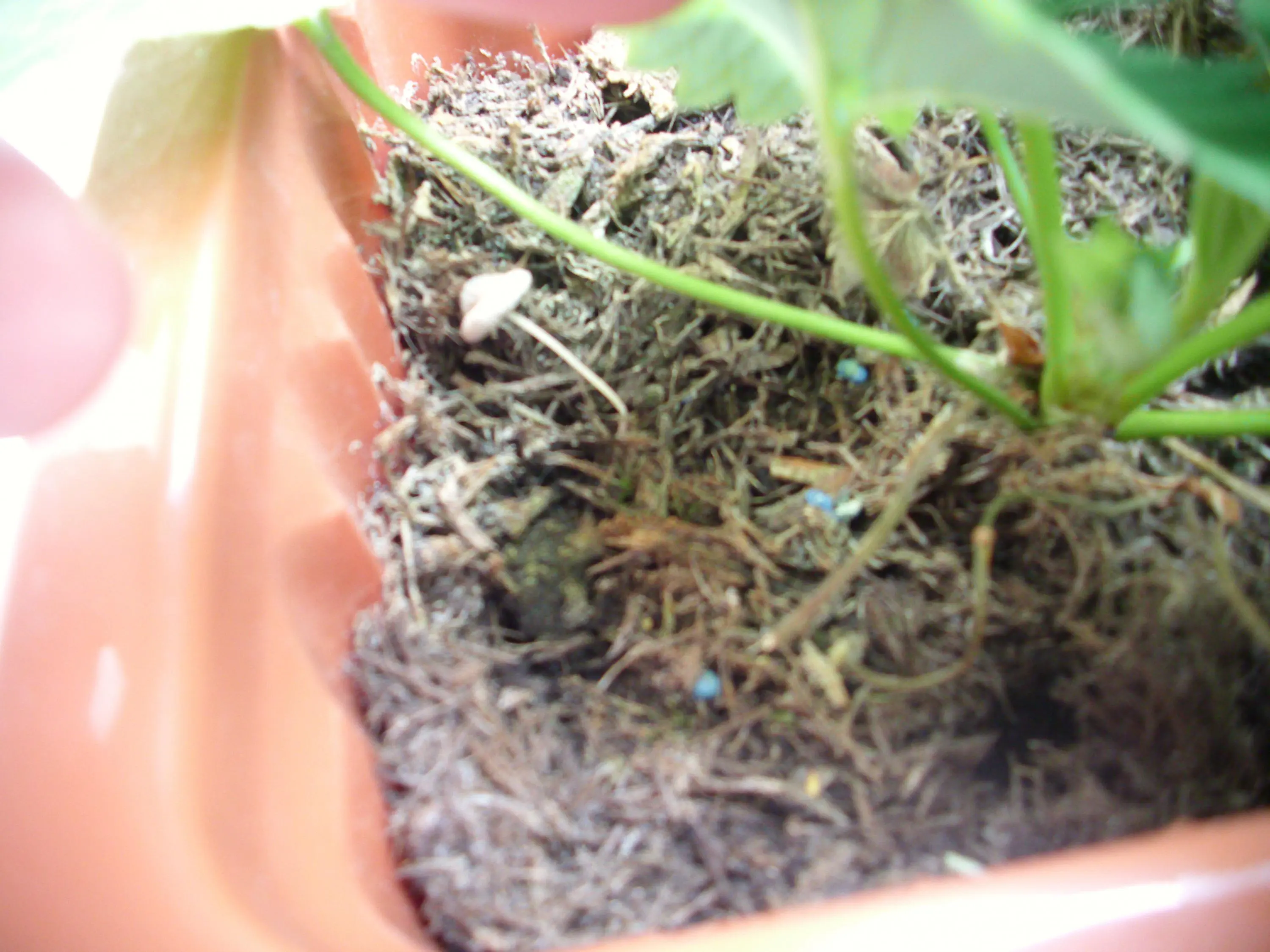 Pilze im Blumenkasten aufm Balkon
