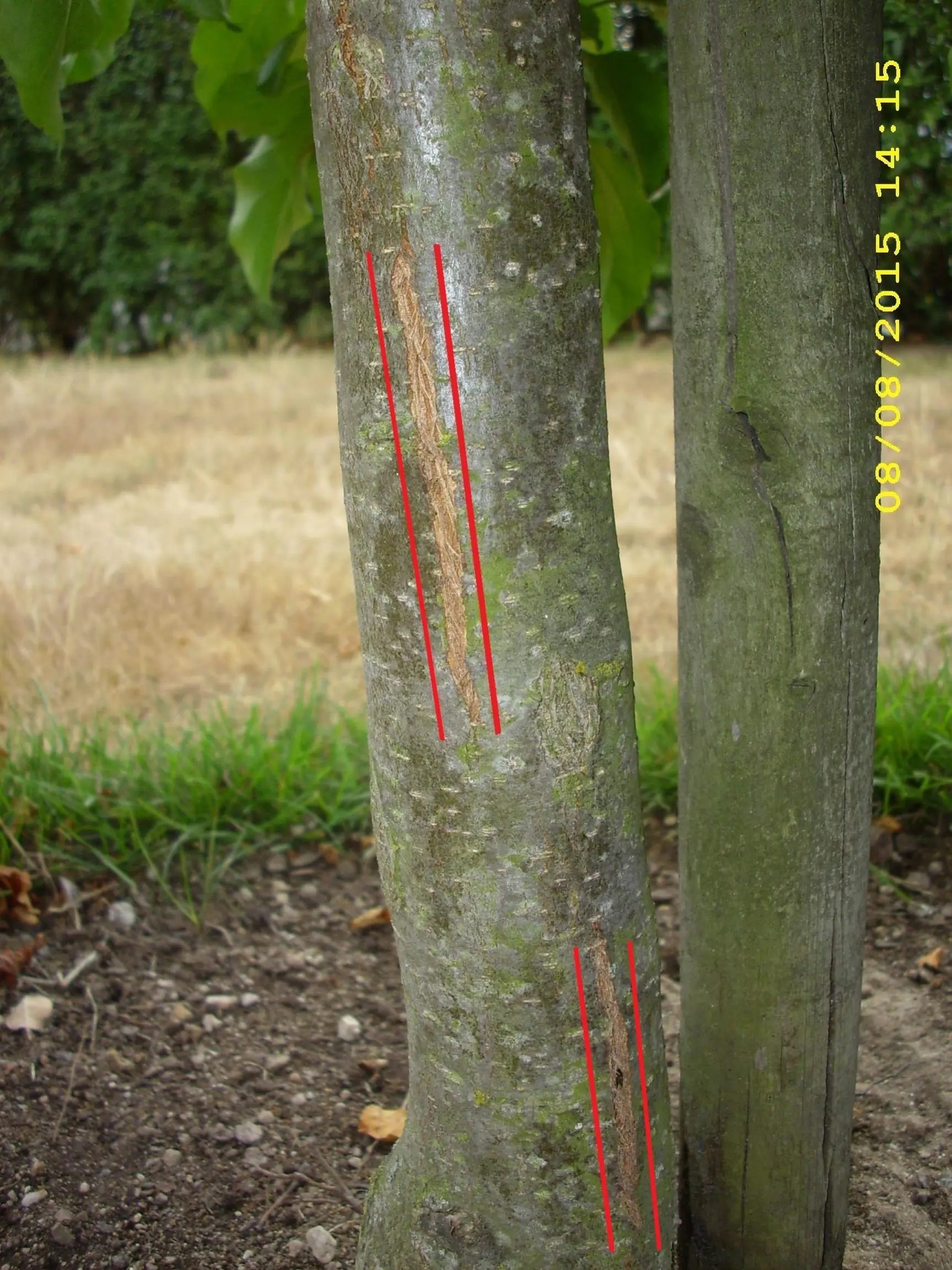 Apfelbaum hat Risse in der Rinde