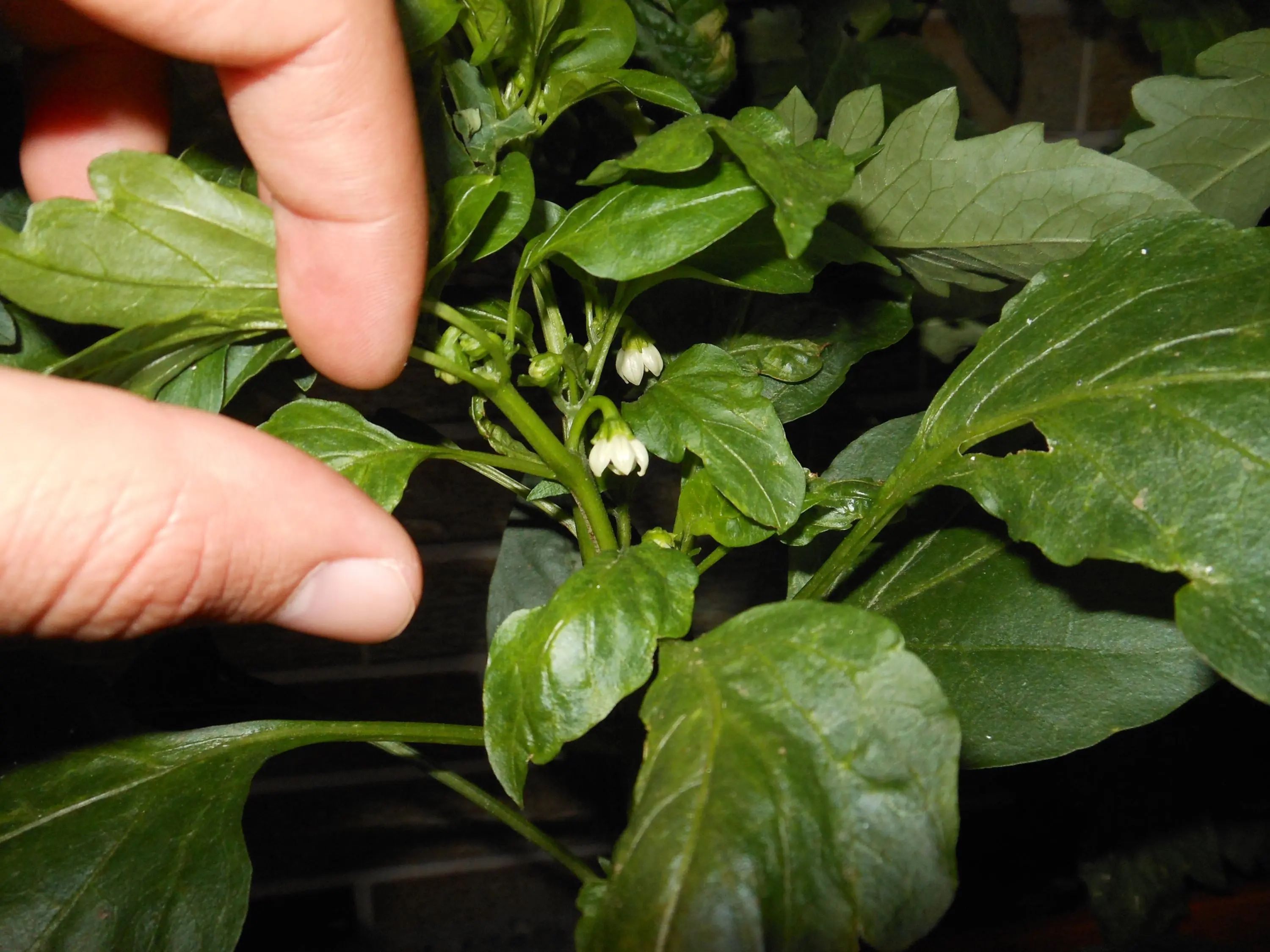 Paprika Königsblüte?