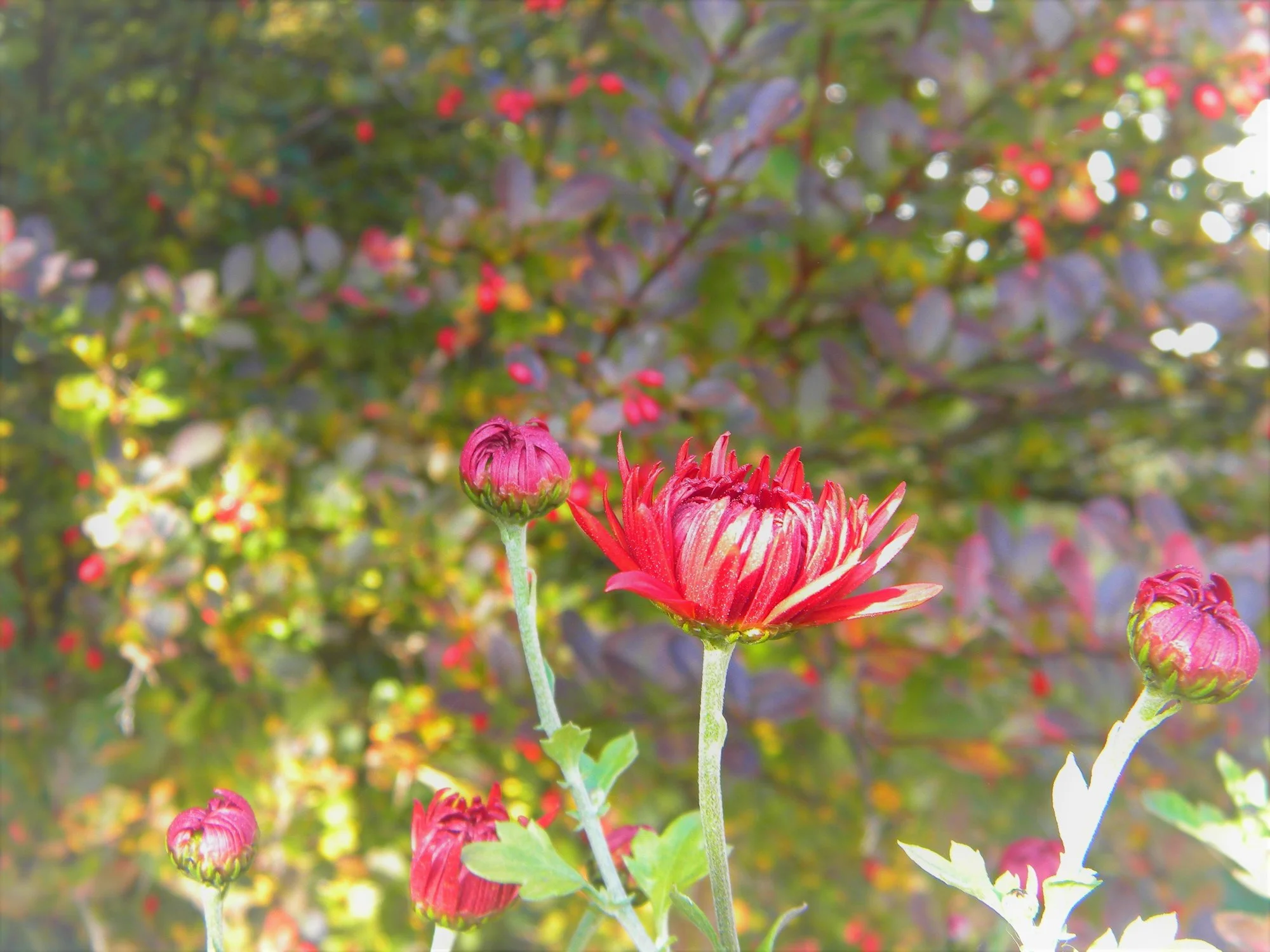 DSCN0274.webp