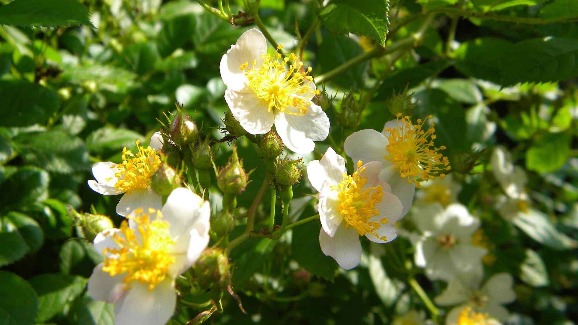 DSCN2970.webp