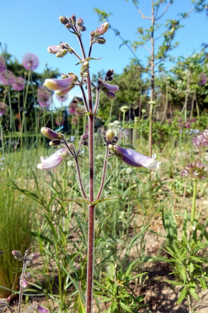 DSCN3005.webp