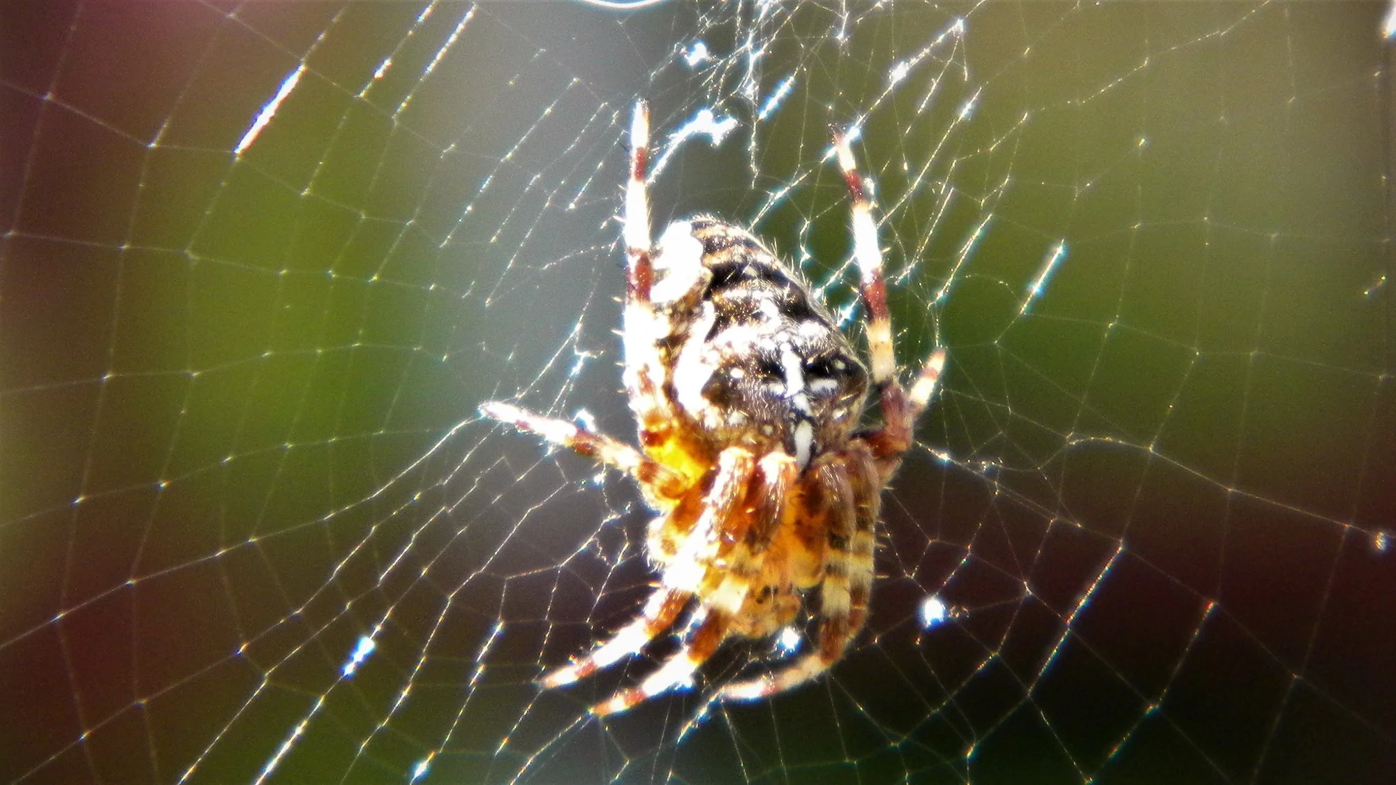 DSCN3495.webp