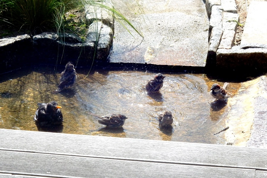 DSCN3496.webp