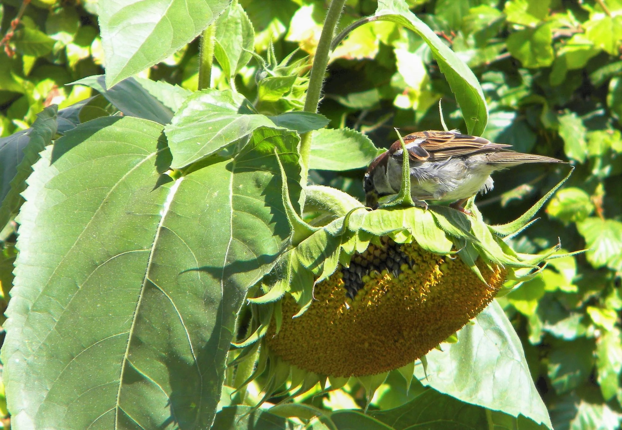 DSCN3509.webp
