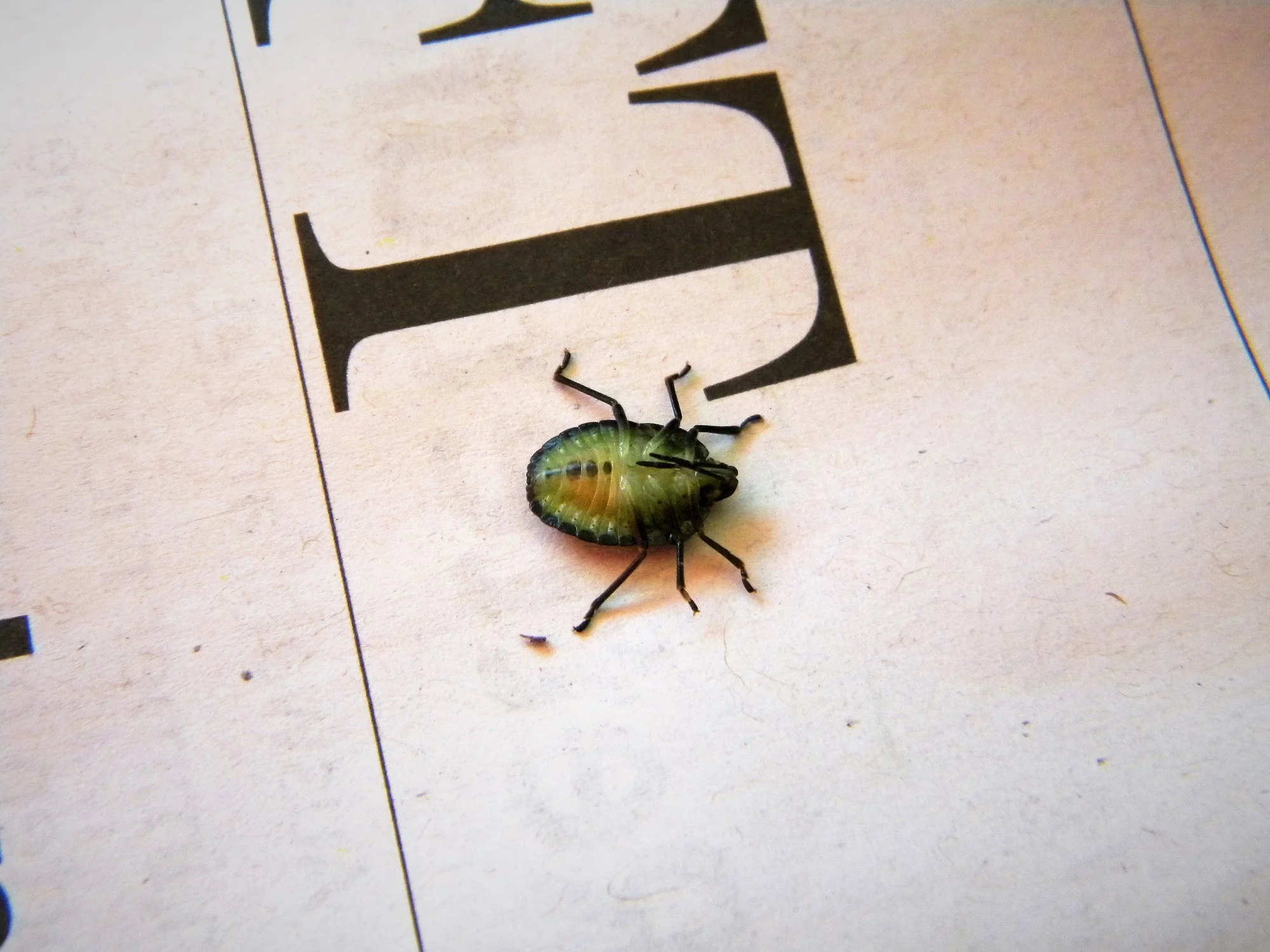 DSCN7031.webp