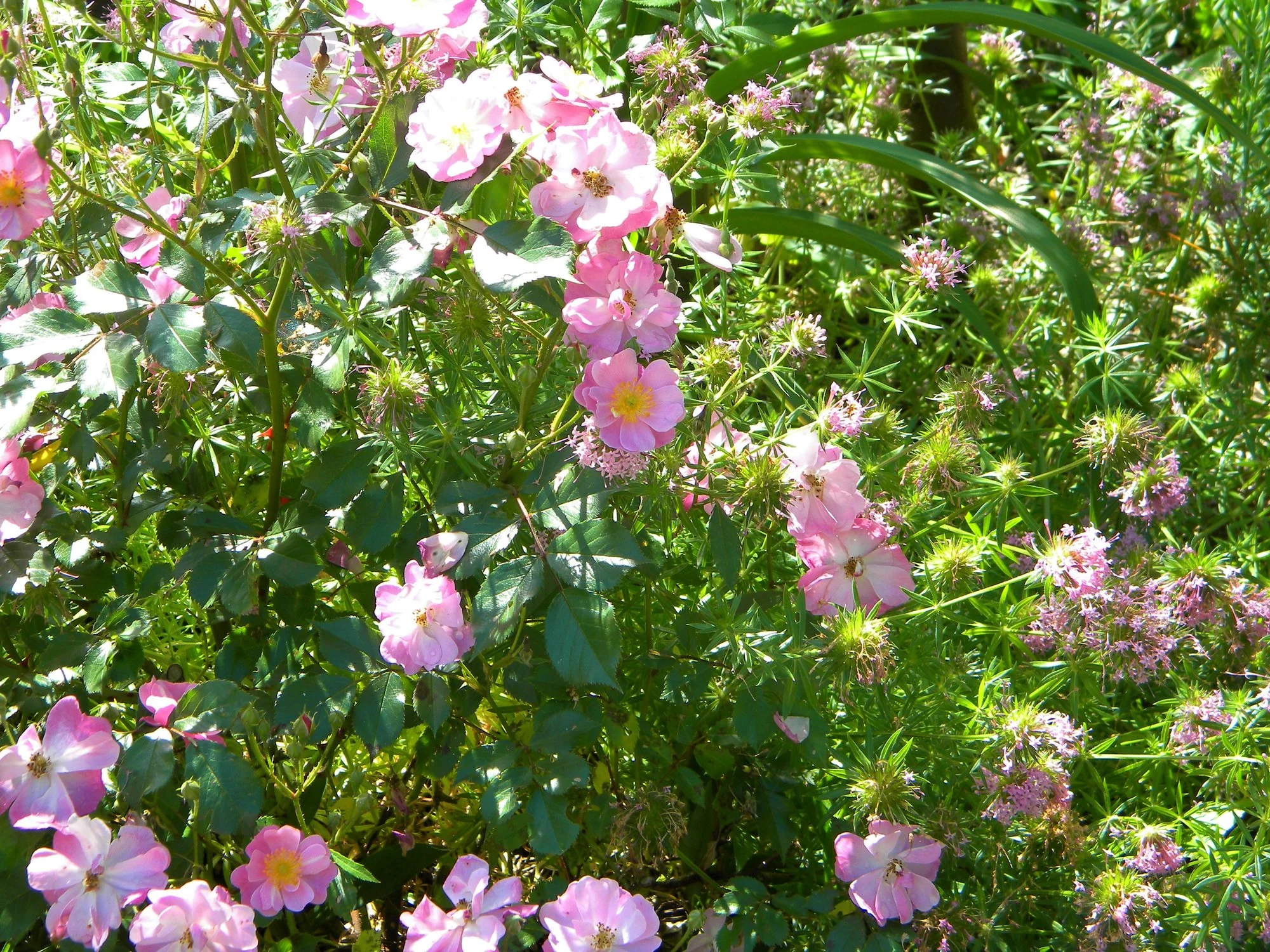 DSCN8499.webp