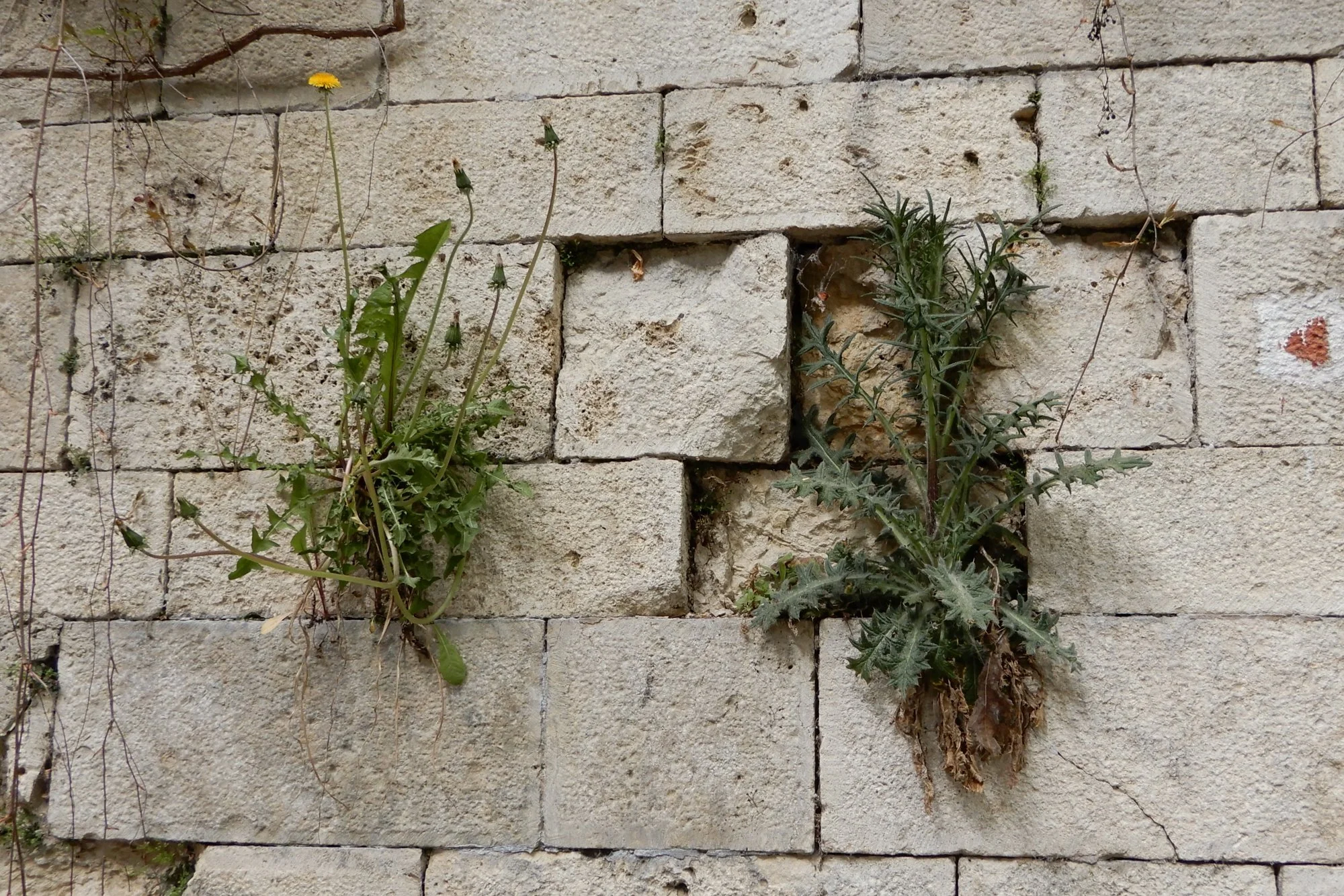 DSCN9745.webp