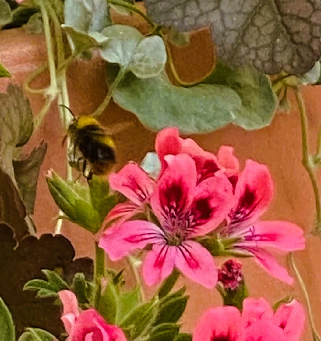 Duftgeranie.webp