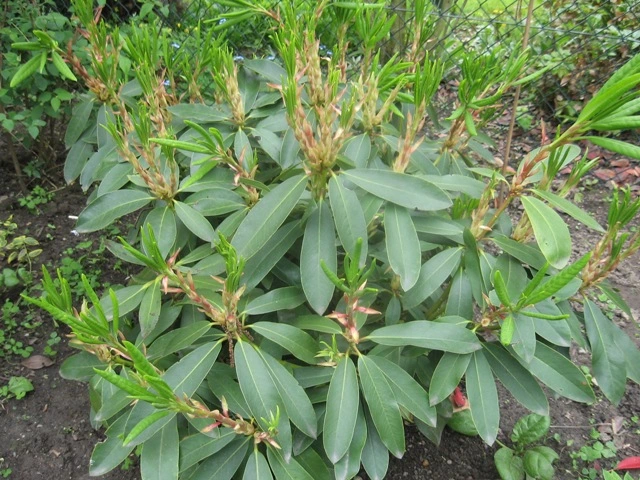 Rhododendron Dufthecke blüht nicht