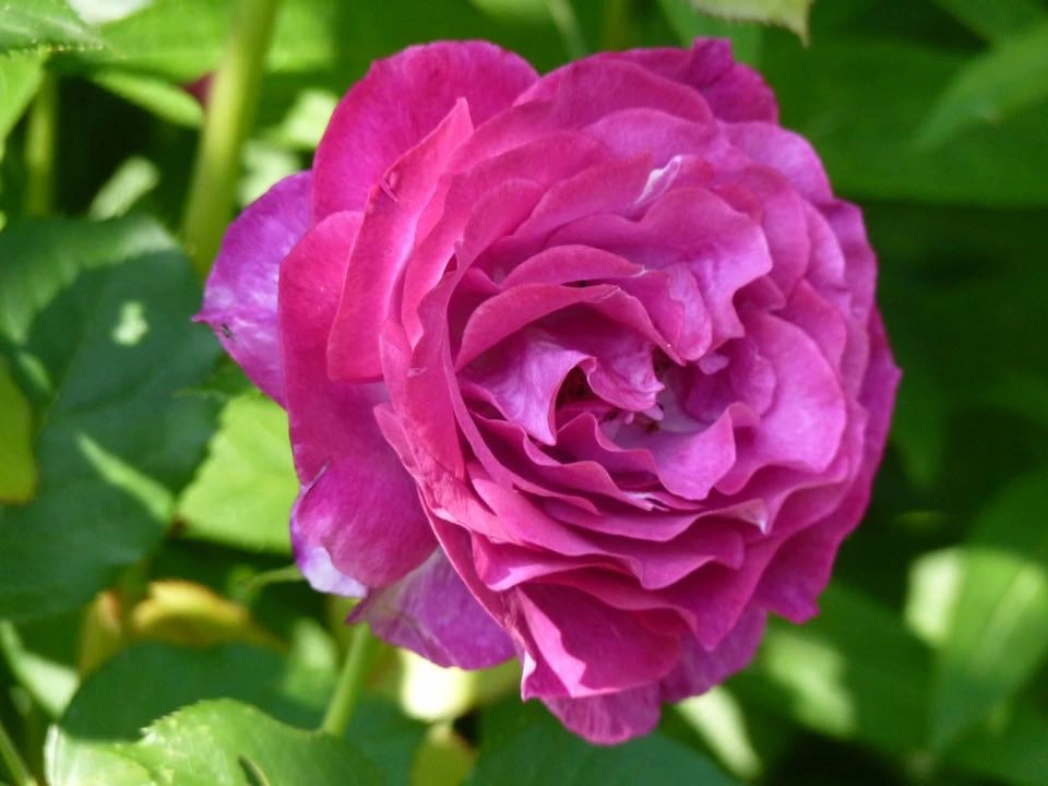 E696879E-C195-4446-9BD7-789BF22020DD.webp