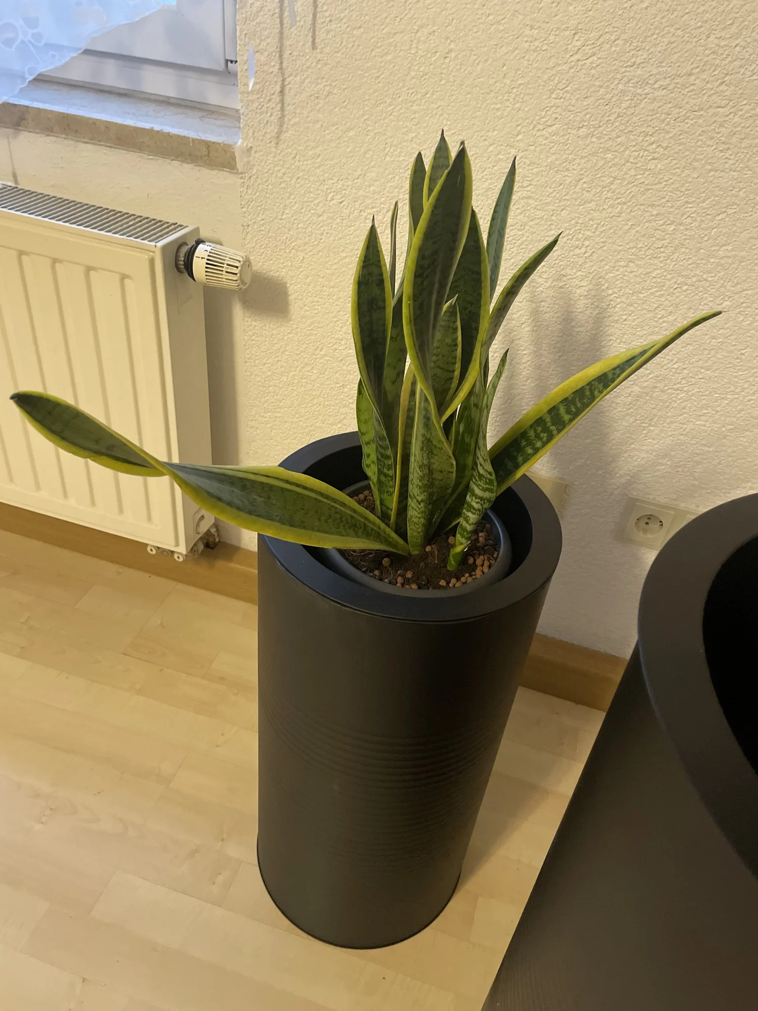 Bogenhanf lässt Blätter hängen, was tun?
