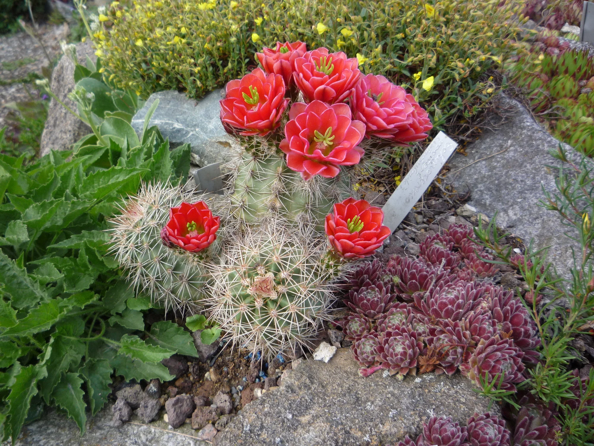 Echinocereus roeterii_07.06.2020.webp