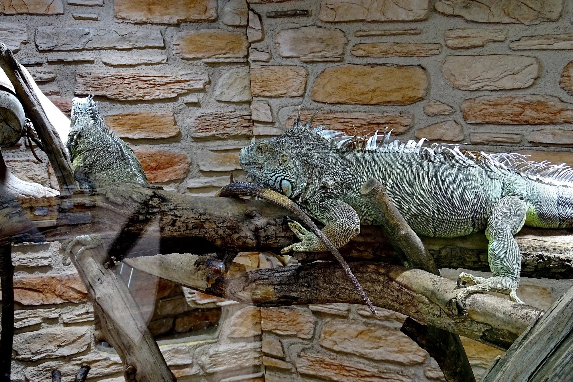 Echse-06004.webp