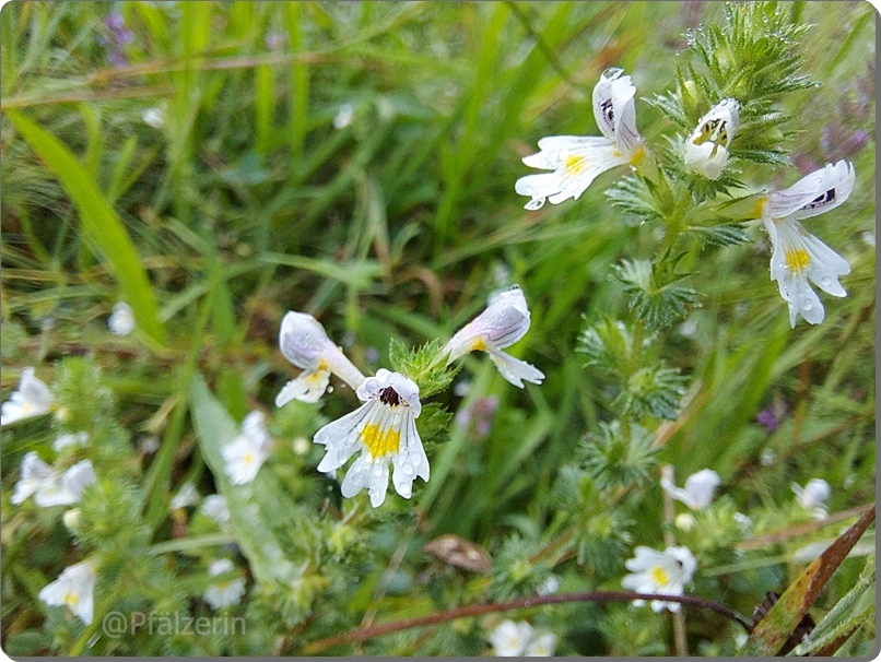 Echter Augentrost - Euphrasia officinalis.webp