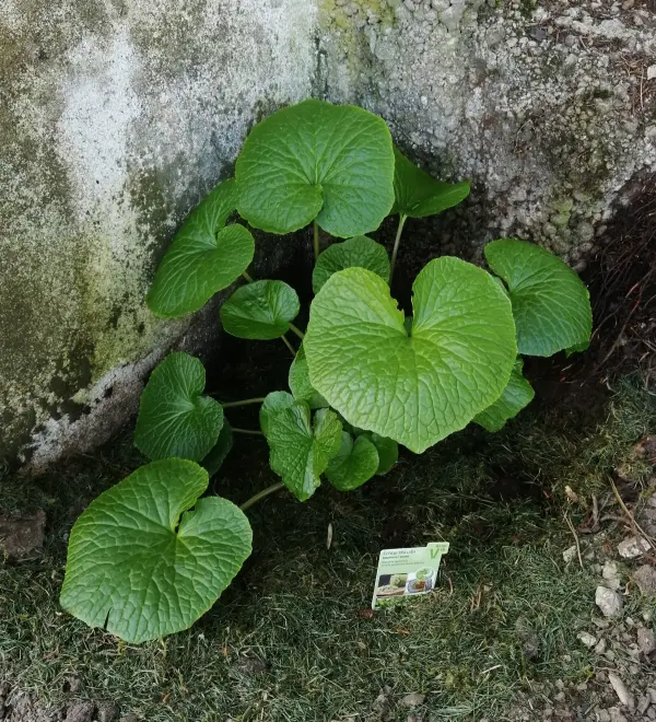 echter_Wasabi_02.webp