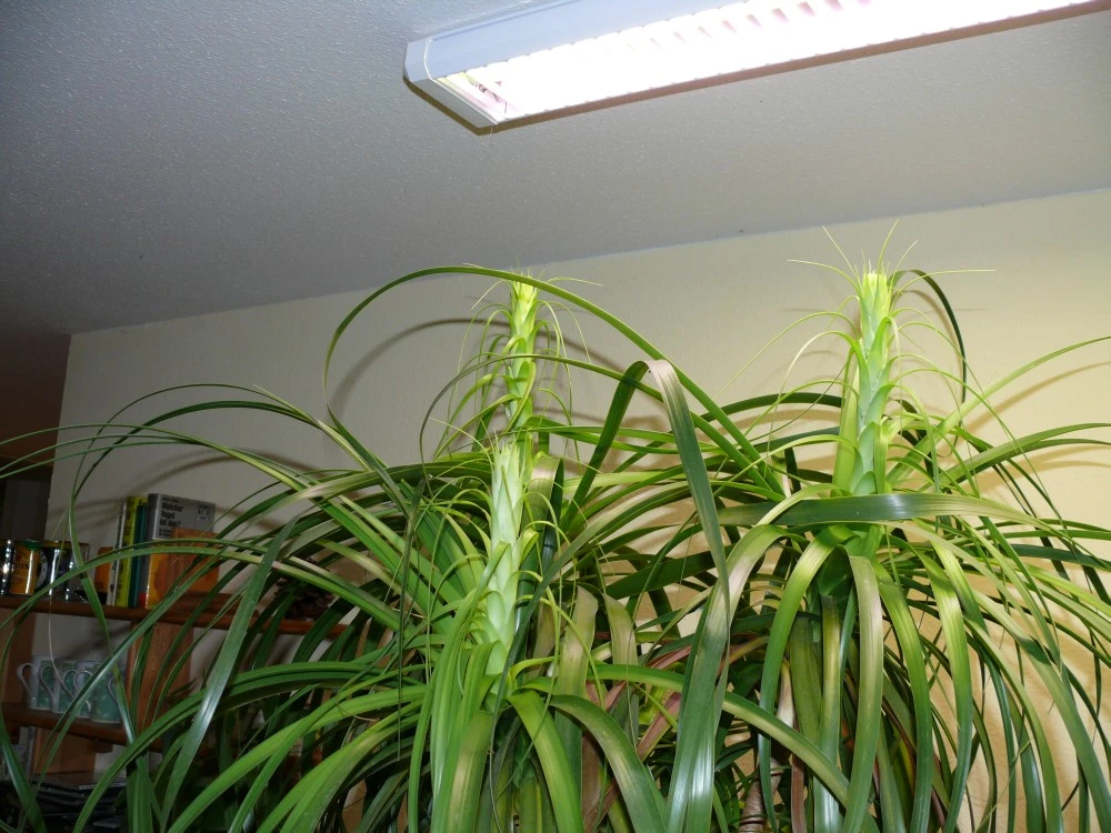 fargesia robusta pingwu Special Buy' Mixed Bundle – Scottish Bamboo
