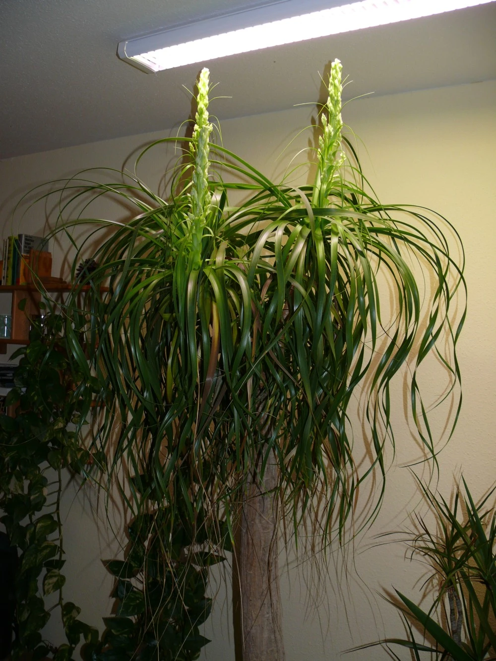 raven glücksfeder Glücksfeder 'Raven' - Zamioculcas zamiifolia Raven