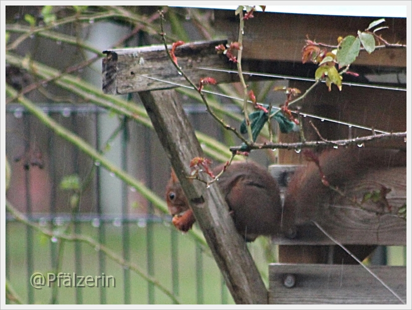 Eichhörnchen 4.webp
