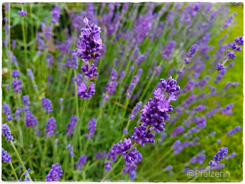 Ein Sommertag im Garten 4.webp