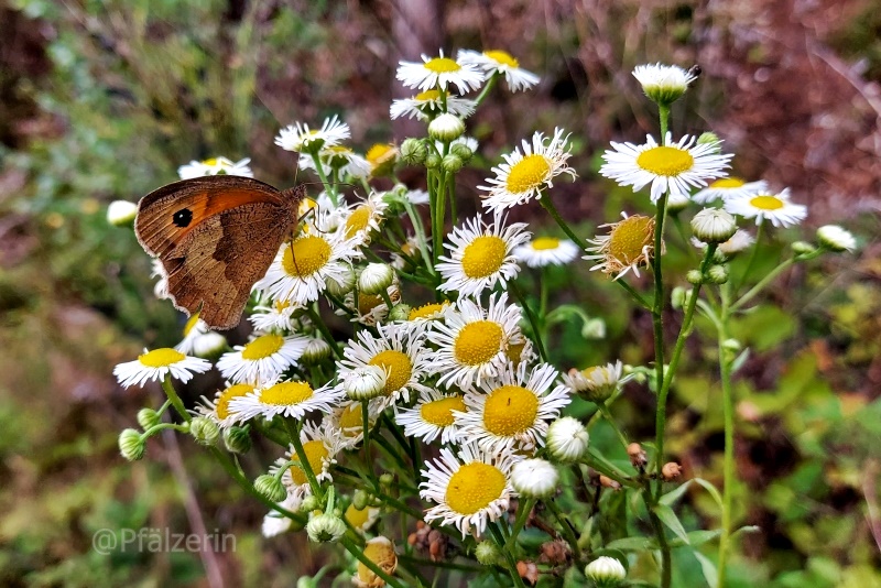 Einjähriges Berufkraut Erigeron annuus 2.jpg