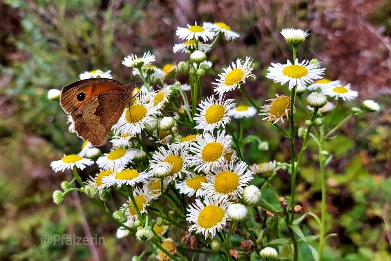 Einjähriges Berufkraut Erigeron annuus 2.webp