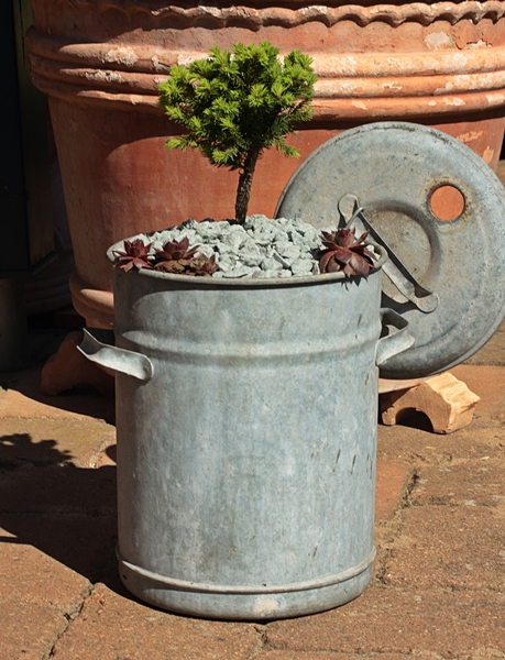 Einkochtopf_Picea saaghiiWB_Semps Tiefpunkt_600.webp