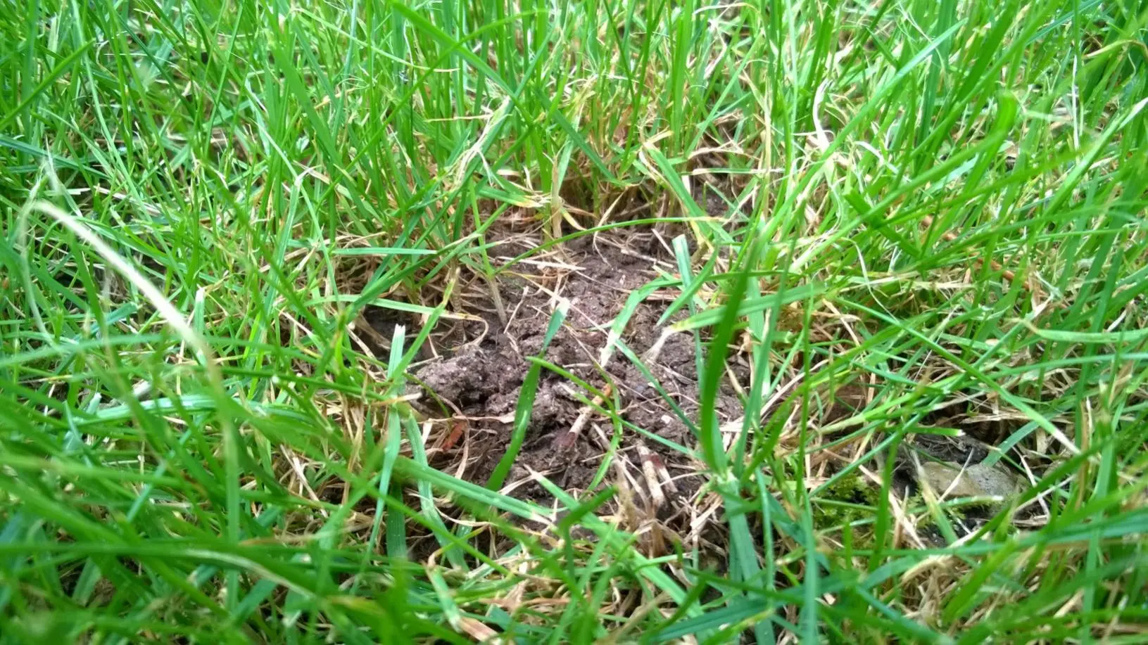 Mein Rasen hat Besuch von...?