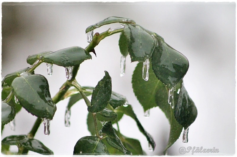 Eisregen 11.webp
