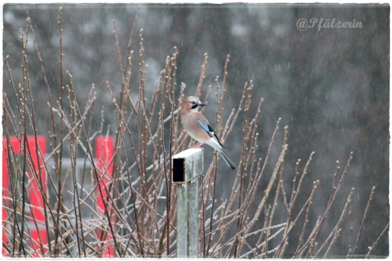 Eisregen 14.webp