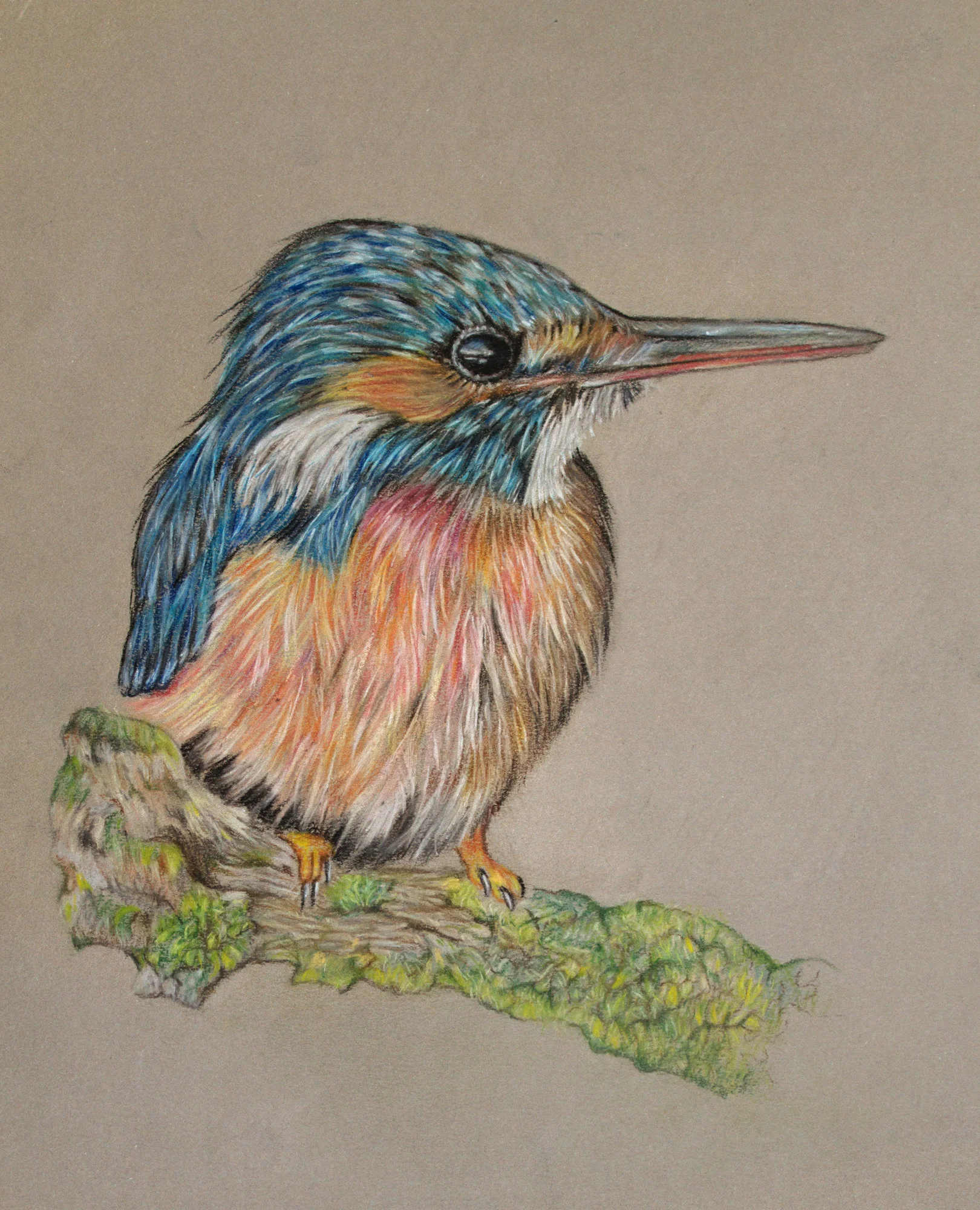Eisvogel01.webp