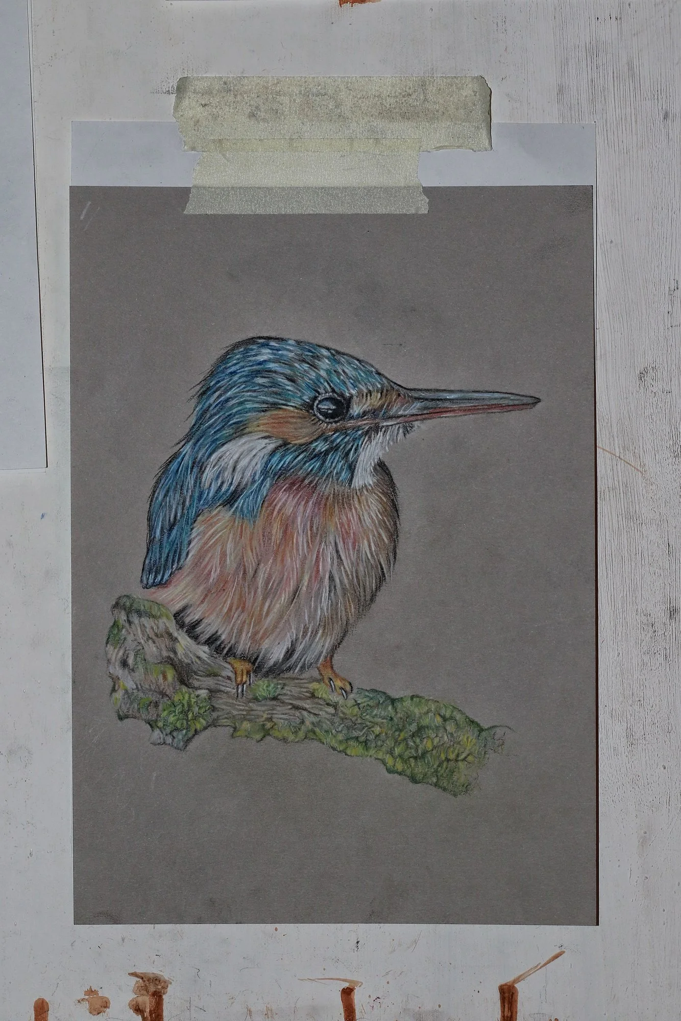 Eisvogel02.webp