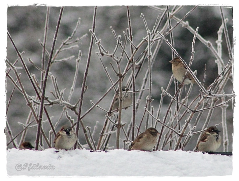 Eiszeit im Garten 1.webp