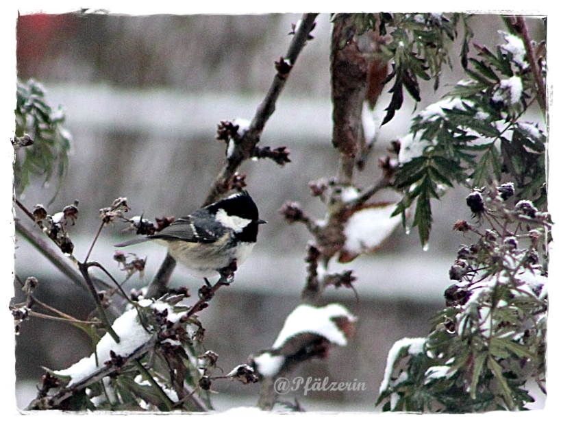 Eiszeit im Garten 18.webp