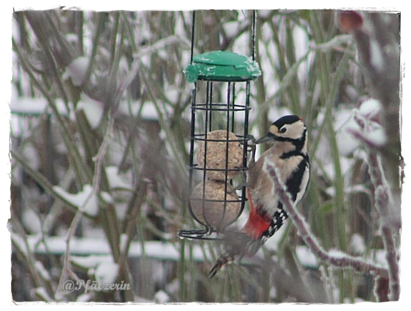 Eiszeit im Garten 6.webp