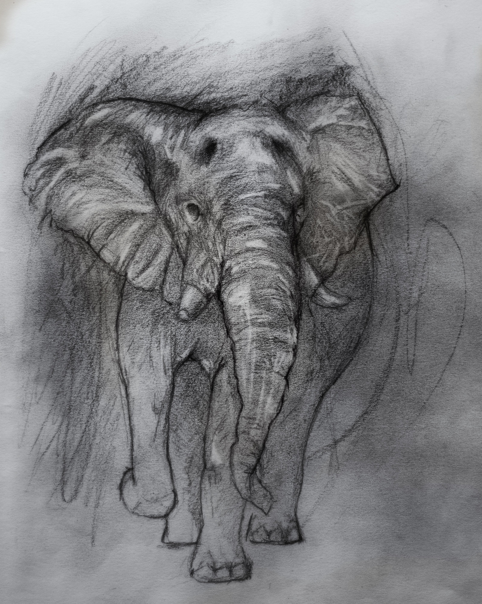 Elefant01.jpg
