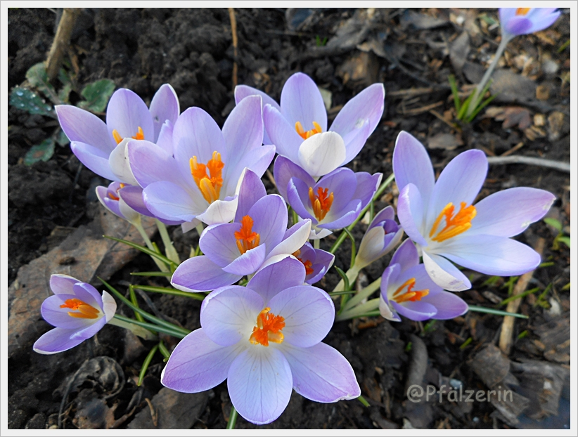 Elfenkrokus 1.webp