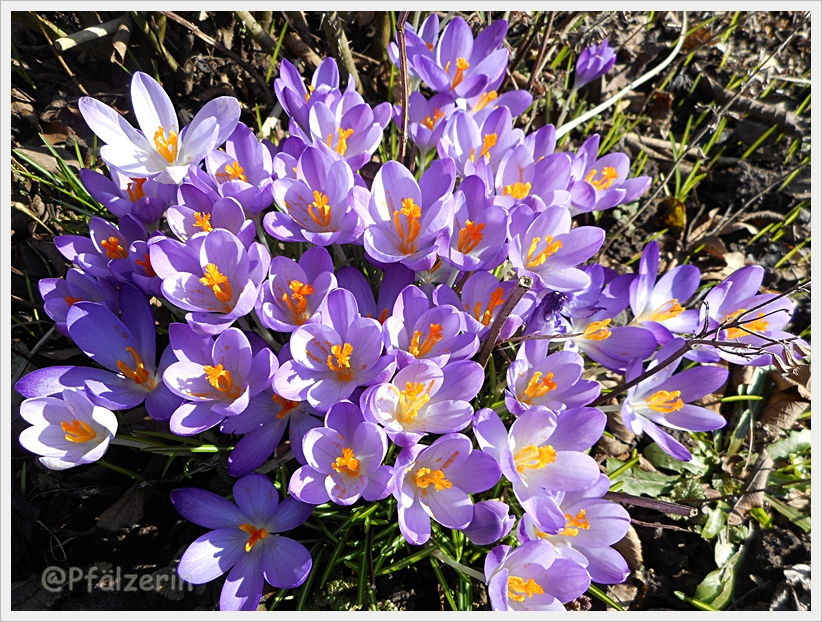 Elfenkrokus 2.webp