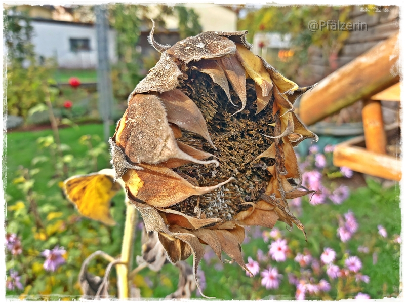 Ende Oktober q.webp
