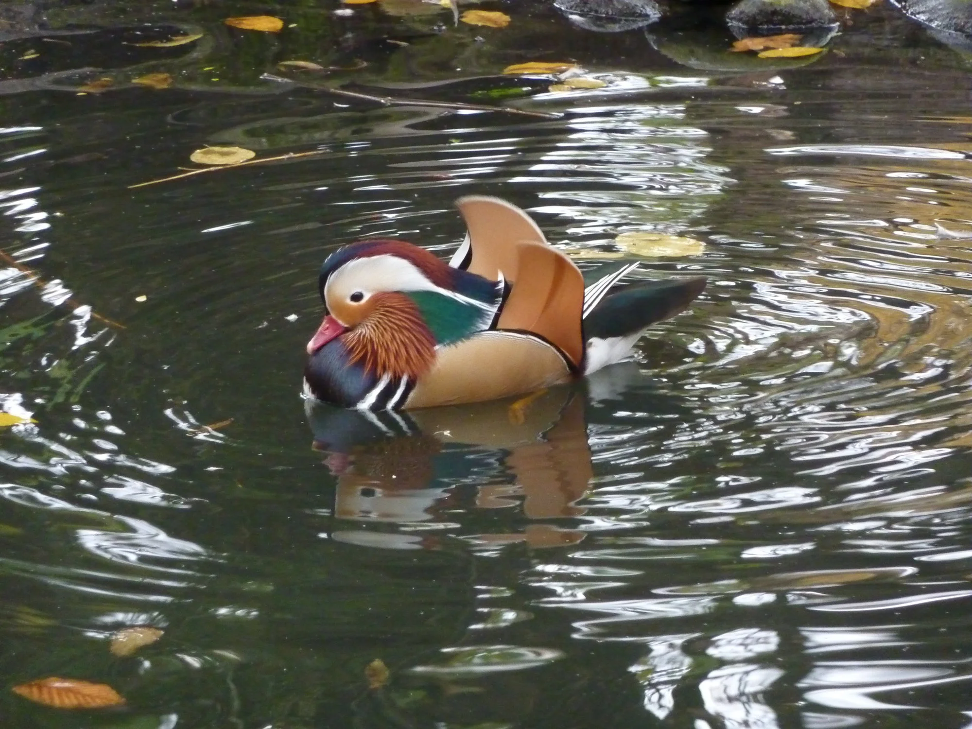ente gespiegelt.JPG