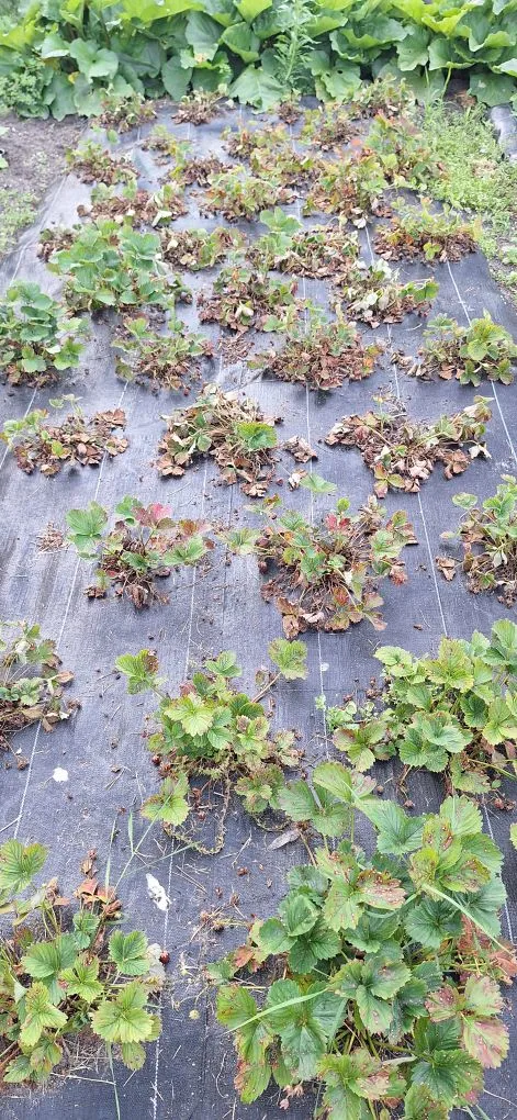 Erdbeeren_zweijährig.jpg