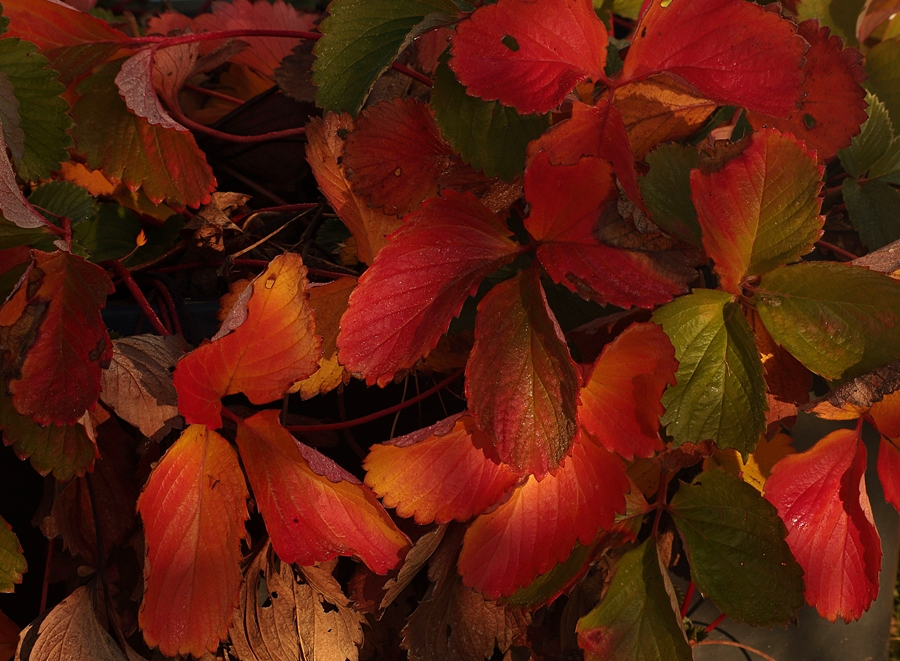 Erdbeerlaub_multicolor_900.webp