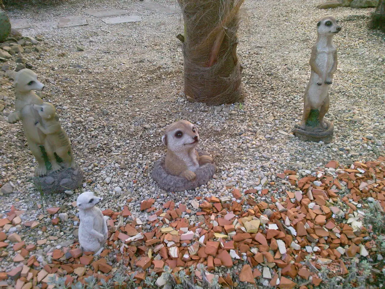 Erdmännchen.jpg